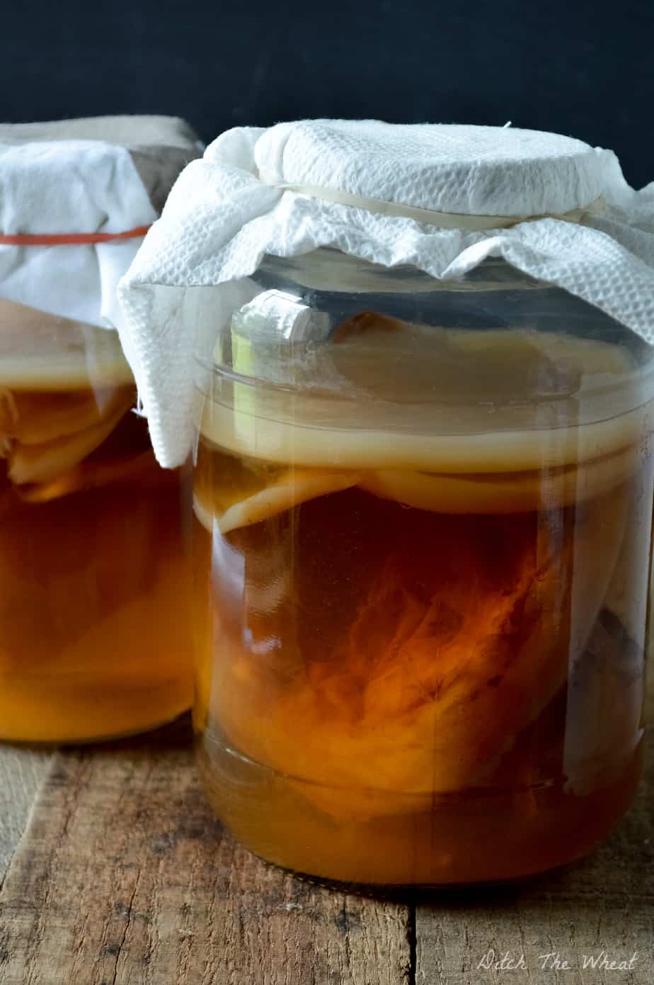 Green Tea Kombucha SCOBY