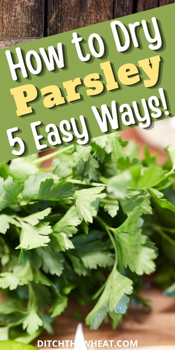 An up close image of parsley.