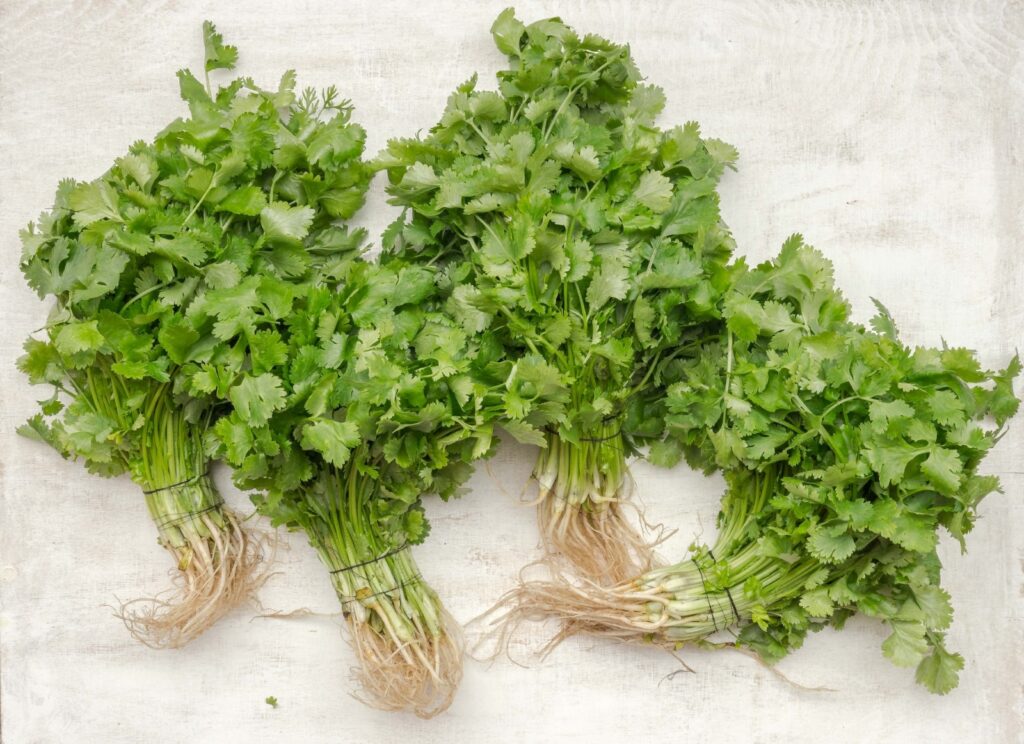 4 bundles of parsley waiting to be dried. 