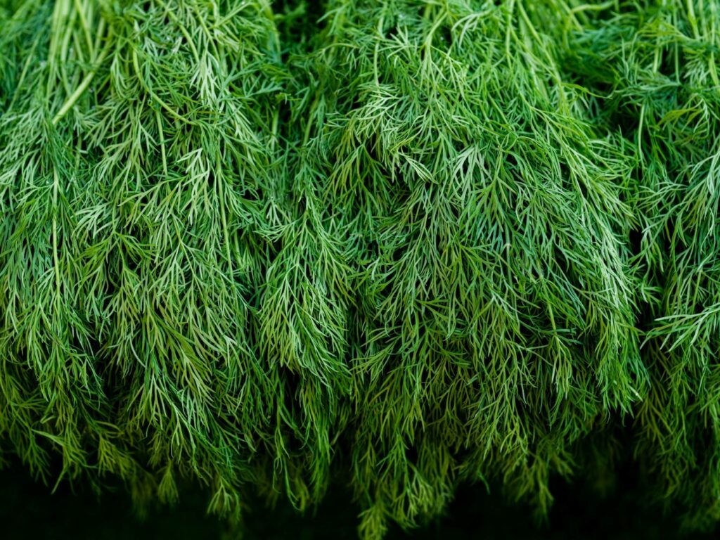 Fresh dill that has been harvested.