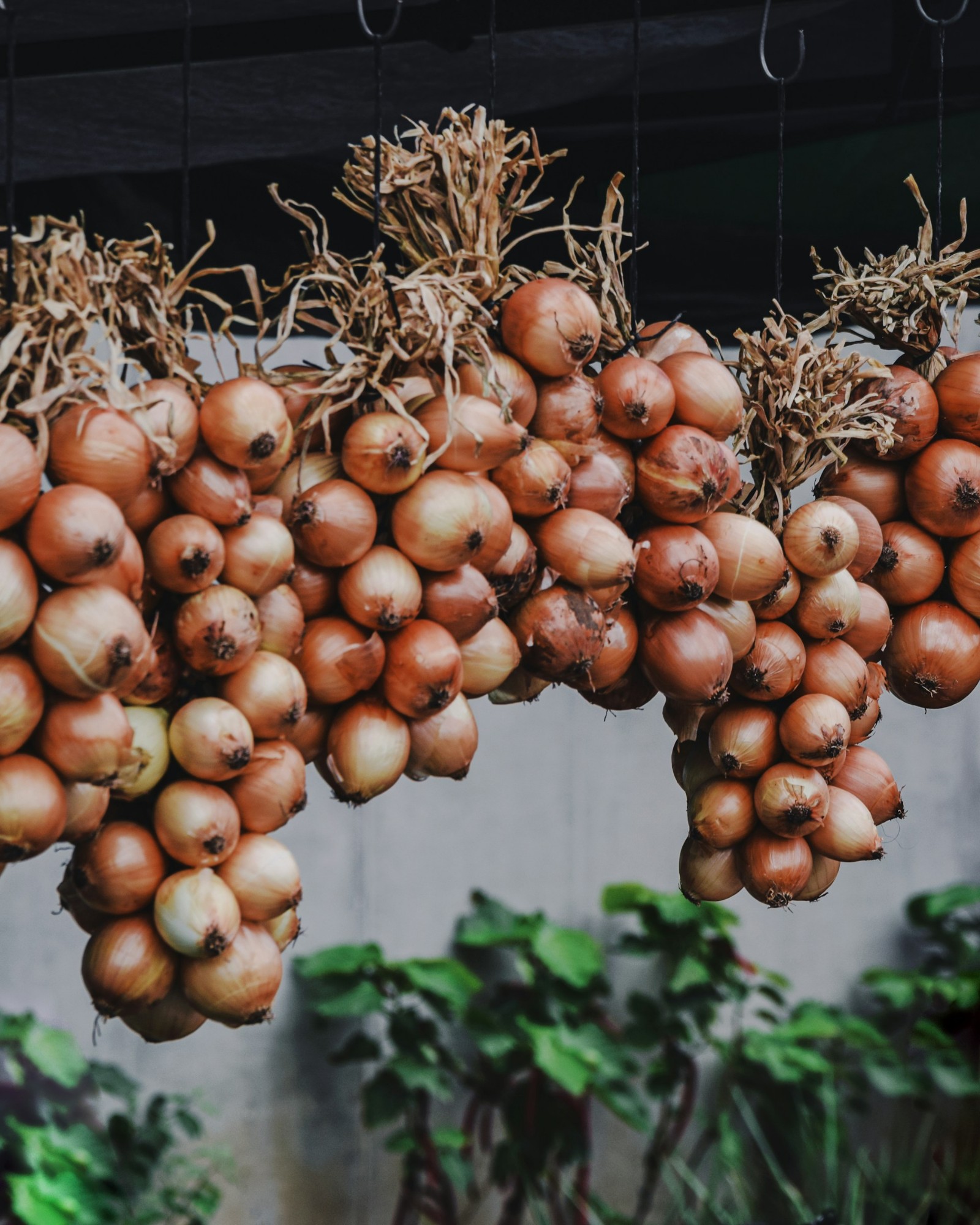 Braided onions hanging outside.