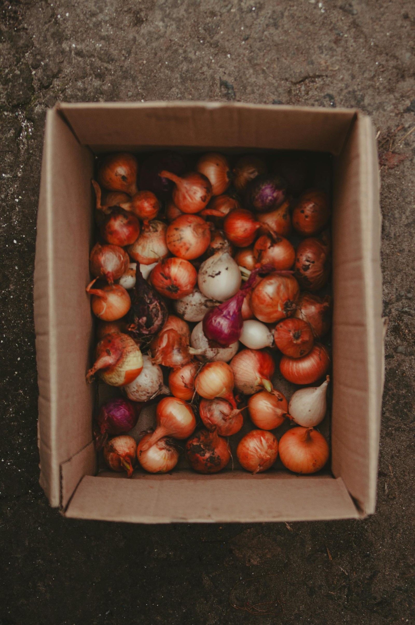 Various onions in a cardboard box. 