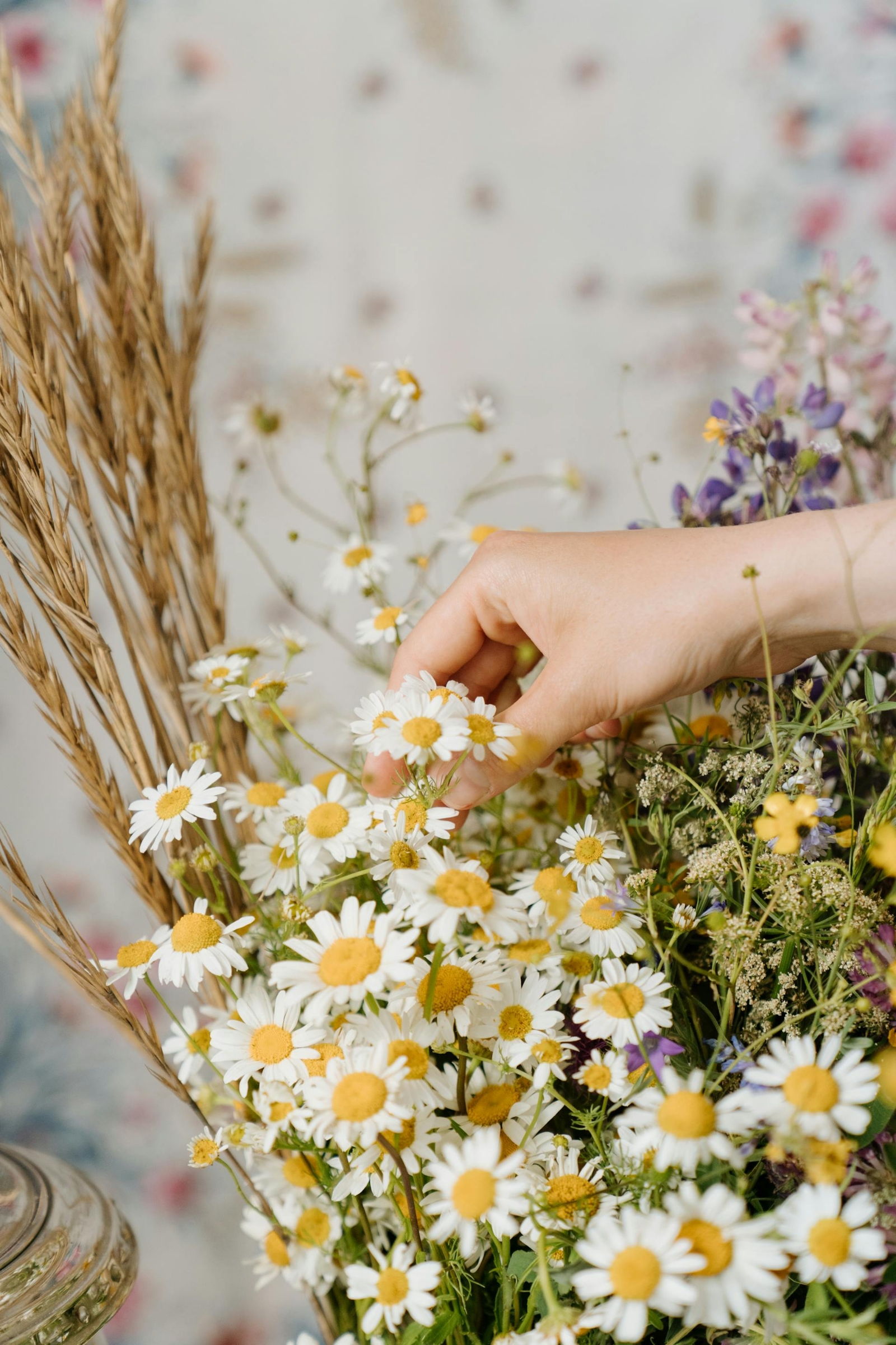 A hand reaching for chamomile. 