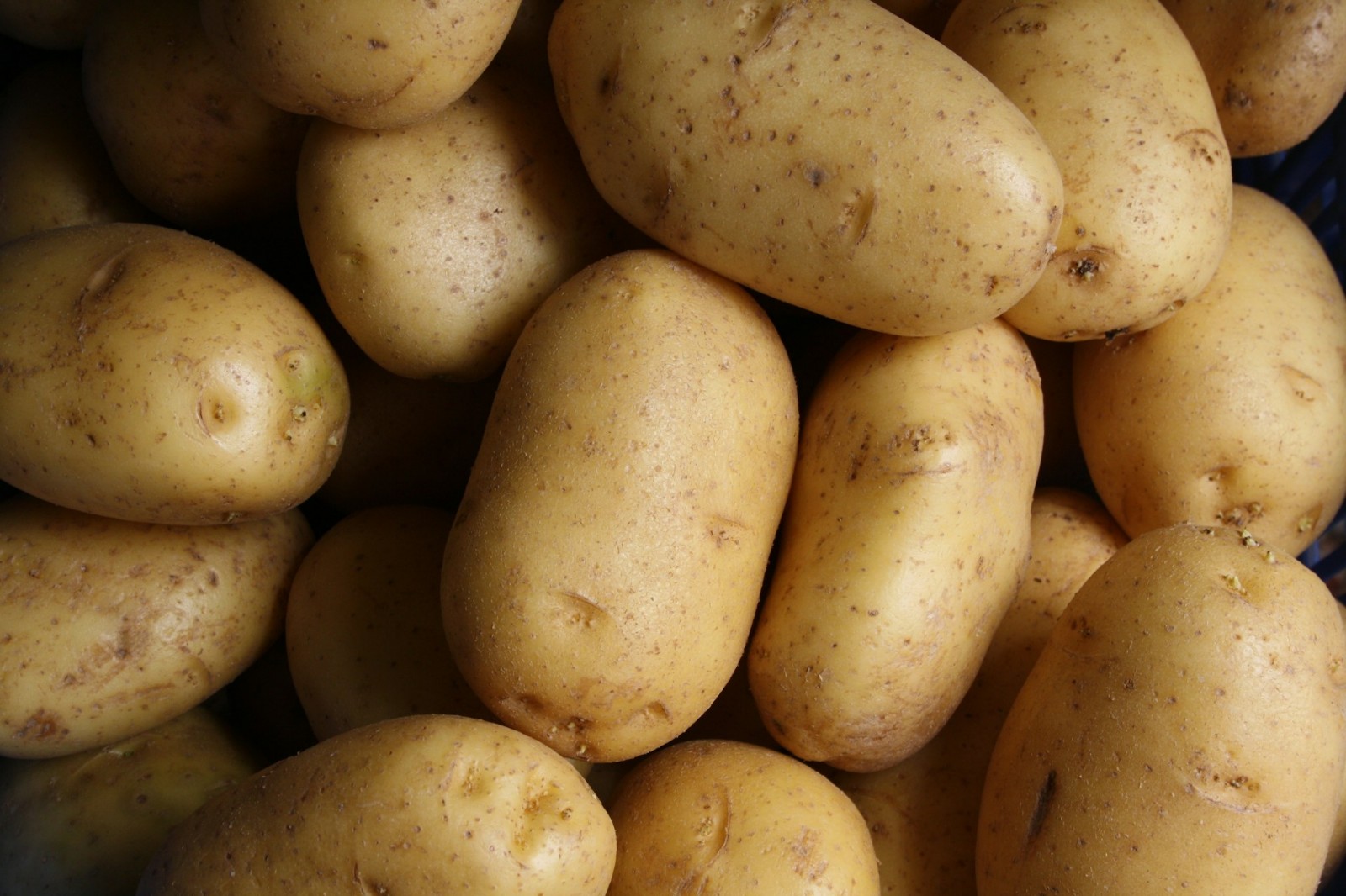 A close up of white potatoes.