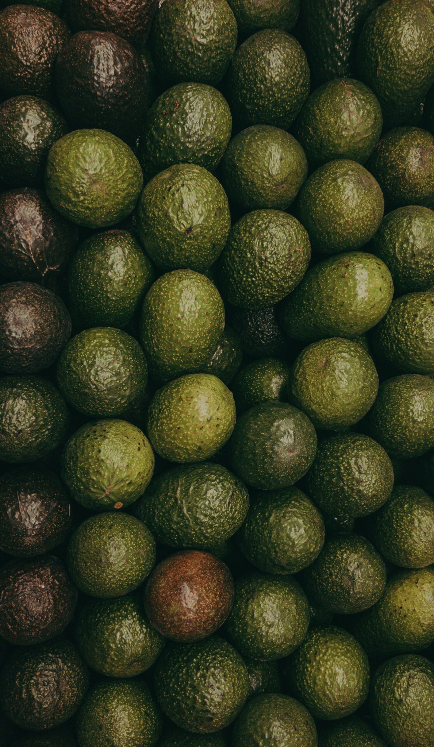 A variety of avocados with different shades of green.