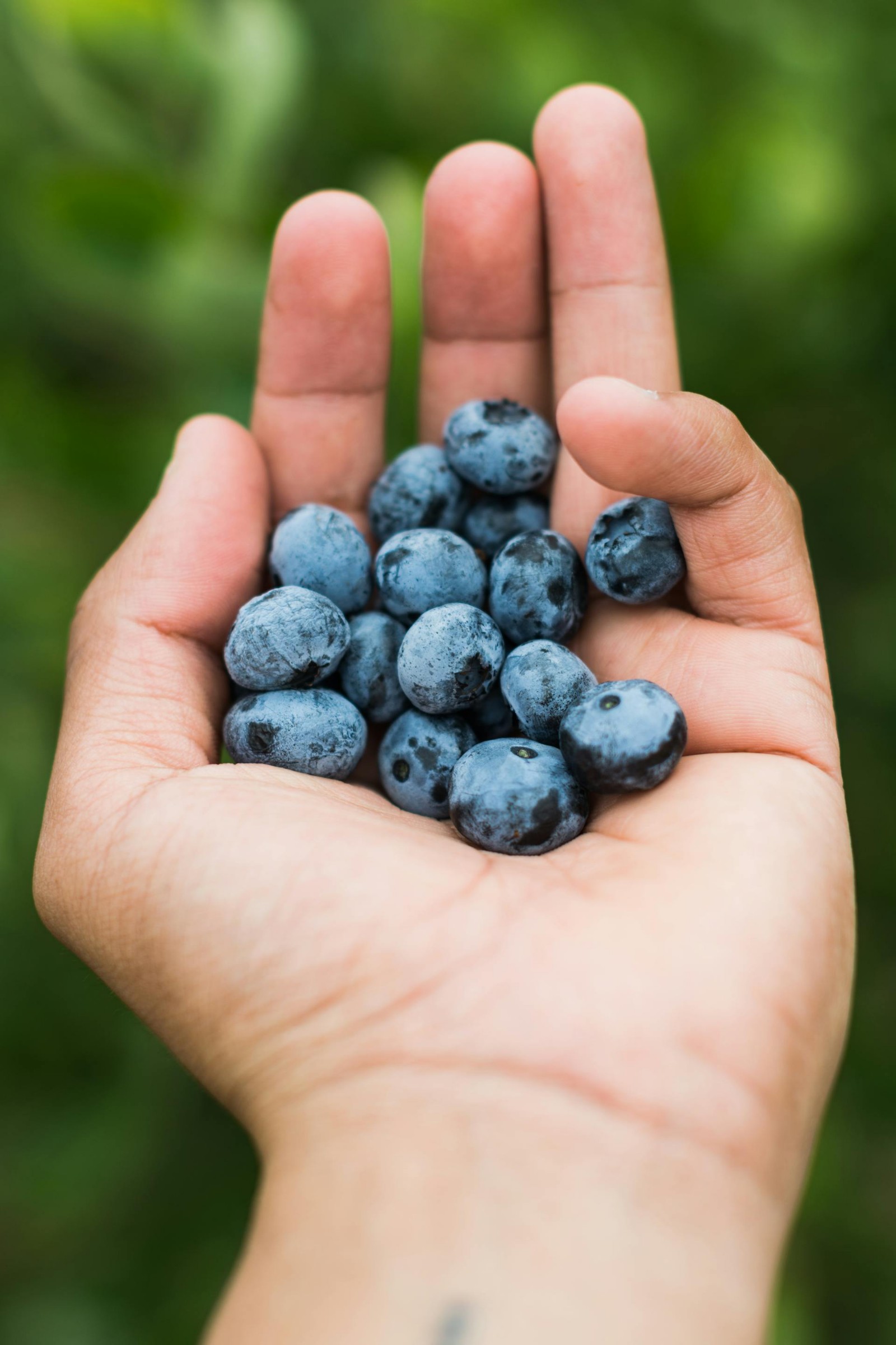 A hand holding fresh blueberries.