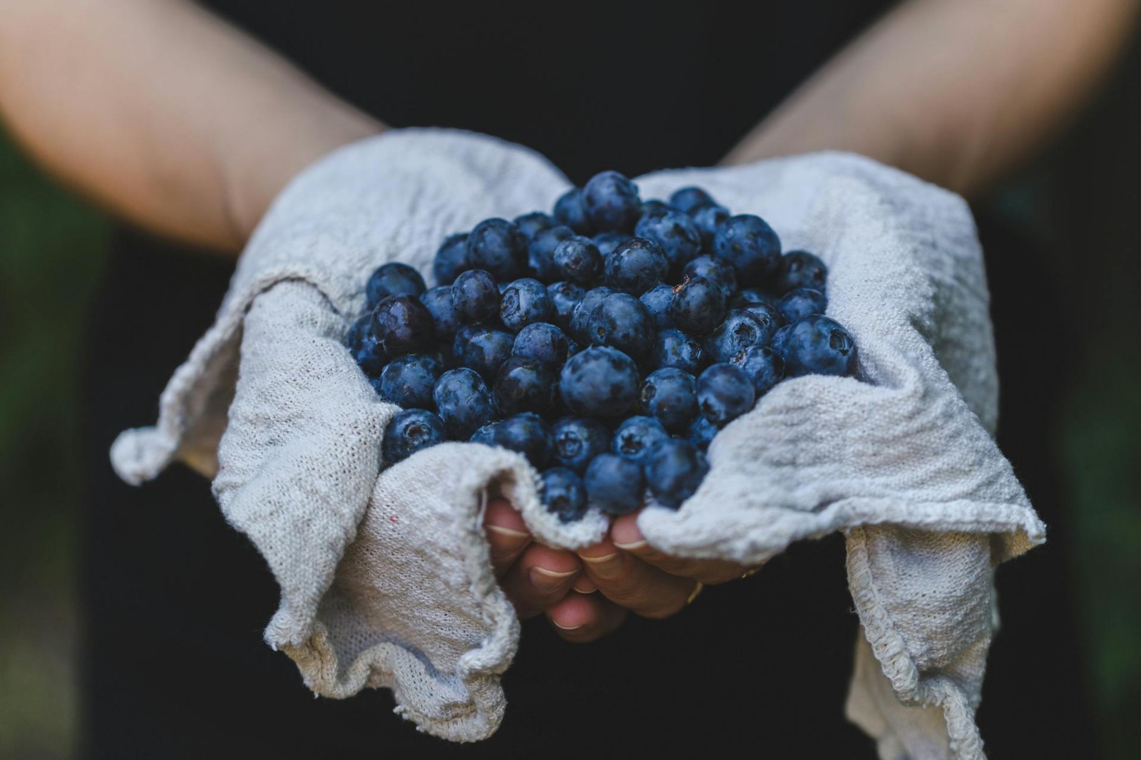 Two hands holding a white towel with fresh blueberries.