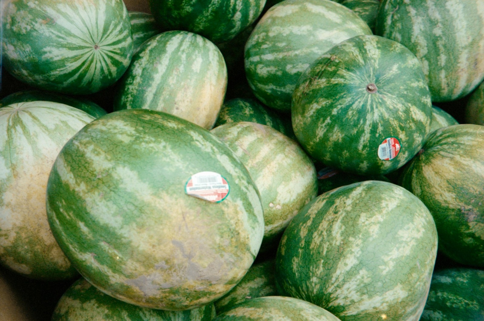 An image of various watermelons outside showing the field spot.