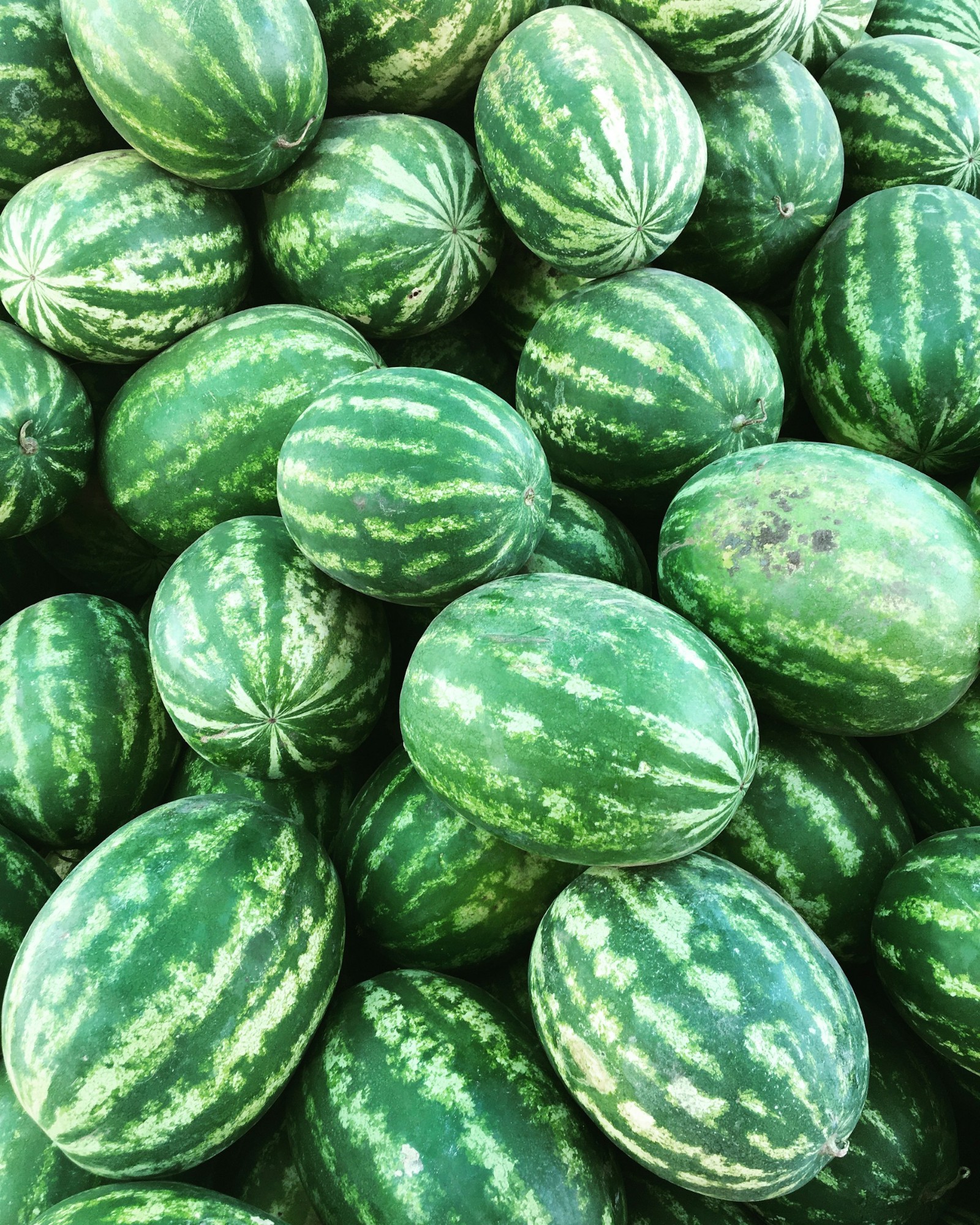An image of various watermelons outside showing the stripes.